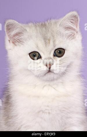 Exotic Shorthair Kitten ritratto Foto Stock