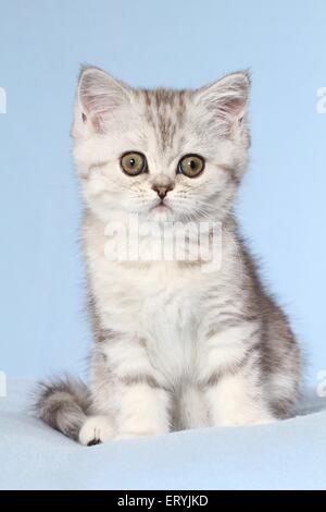 Udienza Exotic Shorthair Kitten Foto Stock