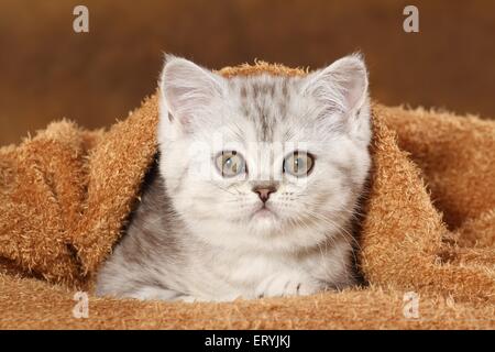 Giacente Exotic Shorthair Kitten Foto Stock
