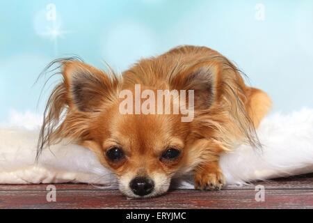 Giacente longhaired Chihuahua Foto Stock