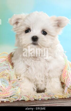 Seduta cucciolo Maltese Foto Stock