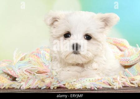 Grazioso cucciolo Maltese Foto Stock