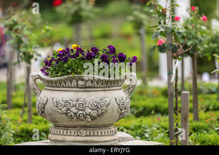 Mazzetto di pansy in un parco con rose su sfondo Foto Stock