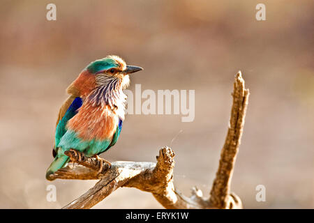 Rullo indiano , coracias benghalensis , seduto su perch albero , Ranthambore Parco Nazionale , Sawai Madhopur , Ranthambhore , Rajasthan , India , Asia Foto Stock