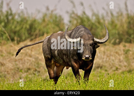 Bufalo selvatico asiatico ; bubalus arnee ; Kaziranga National Park Assam ; India ; Asia Foto Stock