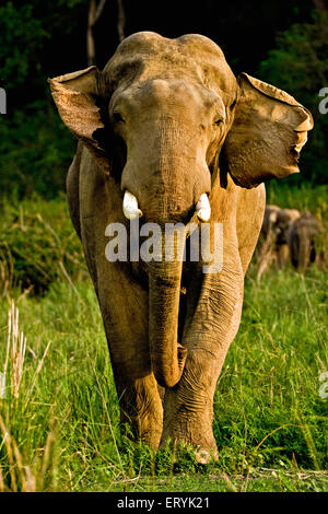 Maschio di elefante tusker Elephas maximus ; parco di cittadino di Corbett ; Uttaranchal Uttarakhand ; India Foto Stock