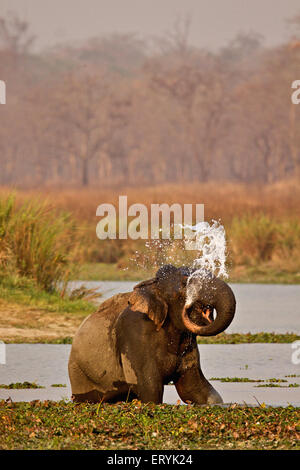 Elefante asiatico asiatico, elephas maximus, presso la buca d'acqua, Parco Nazionale di Kaziranga, Assam, India, Asia Foto Stock