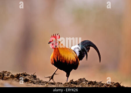 Gli uccelli della giungla rossa si nutrono di maschi in sterco, Kaziranga National Park, Kanchanjuri, Assam, India Foto Stock