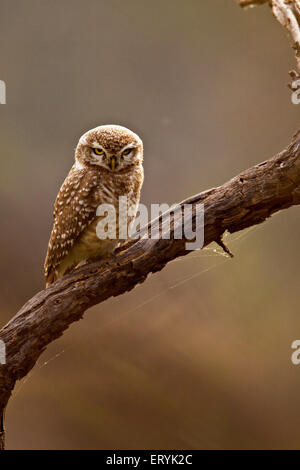 Spotted owlet athene brama staring ; Keola Deo Ghana parco nazionale ; Bharatpur ; Rajasthan ; India Foto Stock