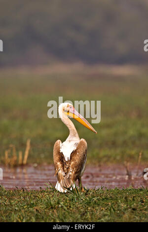 Pellicano pelecanus onocrotalus eastern great white pelican Keola Deo Ghana parco nazionale di Bharatpur Foto Stock