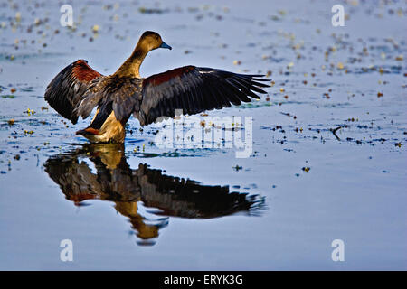 Sibilo minore duck dendrocygna javanica o minore sibilo teal ali di essiccazione Parco nazionale di Ranthambore Rajasthan Foto Stock