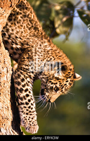 Leopard cub panthera pardus ; Parco nazionale di Ranthambore ; Rajasthan ; India Foto Stock