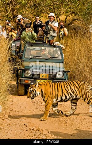 I fotografi scattano foto di tiger panthera tigris tigris su piste forestali ; Parco nazionale di Ranthambore ; Rajasthan ; India Foto Stock