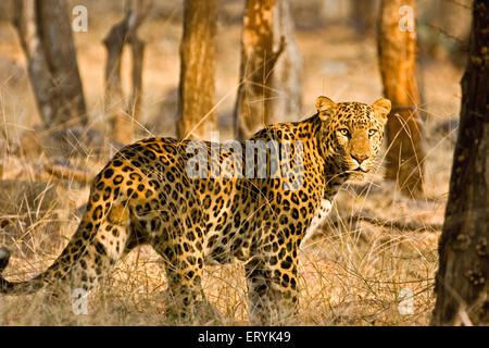 Maschio di leopard panthera pardus in piedi nella prateria a secco nel parco nazionale di Ranthambore ; Rajasthan ; India Foto Stock