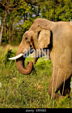 Elefante tusker maschile , elephas maximus ; Parco nazionale Corbett ; Distretto Nainital , Ramnagar , Uttaranchal , Uttarakhand ; India , Asia Foto Stock