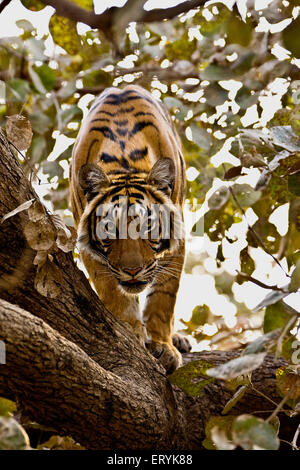 Tigre in cima all'albero ; Ranthambore parco nazionale ; Rajasthan ; India ; Asia Foto Stock