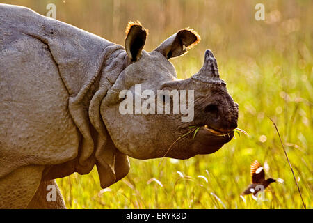 Asian un corno di rinoceronte rhinoceros unicornis ; il parco nazionale di Kaziranga ; Assam ; India Foto Stock