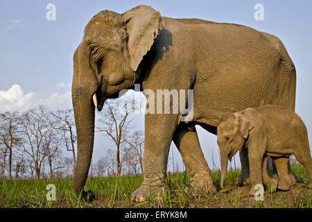 Elefante femmina con vitello Elephas maximus ; il parco nazionale di Kaziranga ; Assam ; India Foto Stock