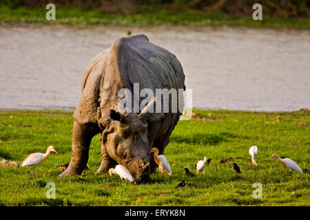 Rinoceronte indiano, rinoceronte indiano, rinoceronte più grande uno cornuto, rinoceronte indiano grande e uccelli di airone del bestiame, Kaziranga National Park, Assam, India Foto Stock