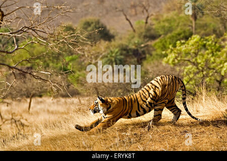 Tigre che si estende su erba secca di foresta decidua ; parco nazionale di Ranthambore ; riserva faunistica di Ranthambhore ; Rajasthan ; India ; Asia Foto Stock