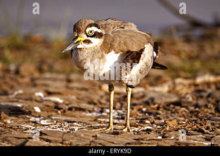 Grande ginocchio spessa esacus recurvirostris o grande pietra plover parafango rotto ; Parco nazionale di Ranthambore; Rajasthan ; India Foto Stock