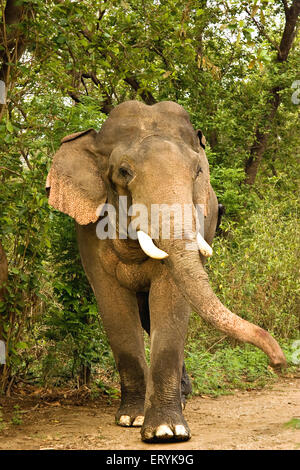 Maschio arrabbiato tusker elephant Elephas maximus ; parco di cittadino di Corbett ; Uttaranchal Uttarakhand ; India Foto Stock