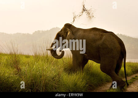 Maschio aggressivo tusker elephant Elephas maximus ; parco di cittadino di Corbett ; Uttaranchal Uttarakhand ; India Foto Stock