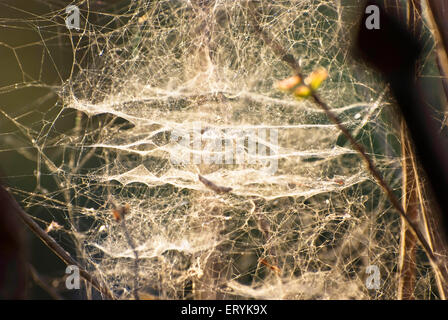spider web , spiderweb, spider's web, cobweb , Foto Stock
