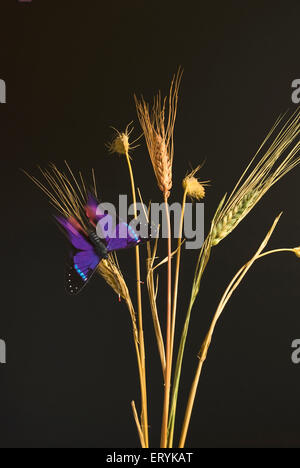 farfalla su risaia gambo , sfondo nero , Foto Stock