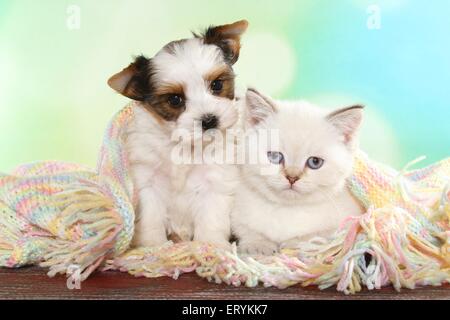 British Shorthair Kitten e Biewer Terrier cucciolo Foto Stock