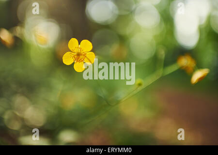 Ranuncolo strisciante Ranunculus repens nella foresta un bokeh di fondo Foto Stock