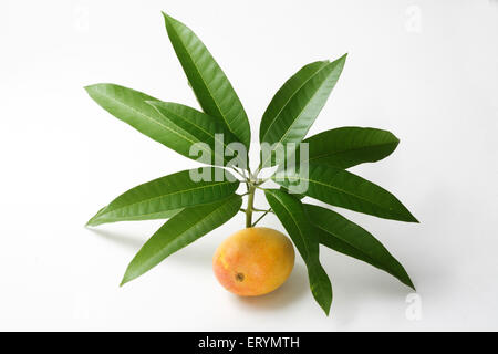 Frutti ; alphonso mango con foglie su sfondo bianco Foto Stock