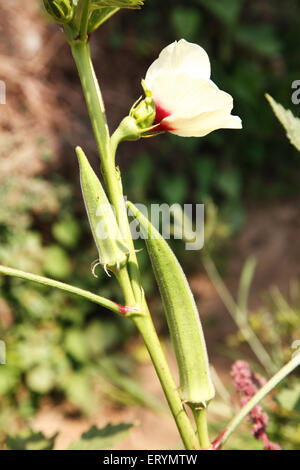 Ortaggi ; bhindi ladies dita okra abelmoschus esculentus Hibiscus Esculentus su impianto Foto Stock