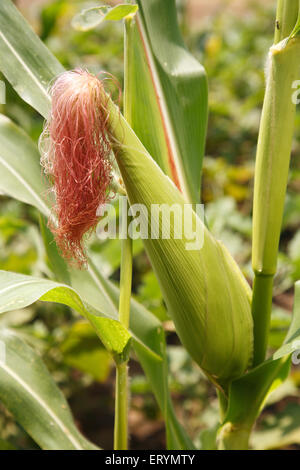 Mais zea mays impianto Foto Stock