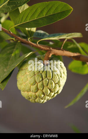 Frutti ; crema pasticcera zucchero apple apple annona squamosa su impianto Foto Stock