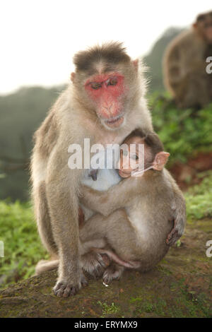 Rhesus macaque , Primate , scimmia tenendo bambino , India , Asia Foto Stock