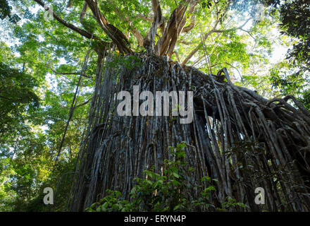 Curtain Fig Tree, un gigante strangler fig (Ficus virens)sull'altopiano di Atherton, Queensland, Australia Foto Stock