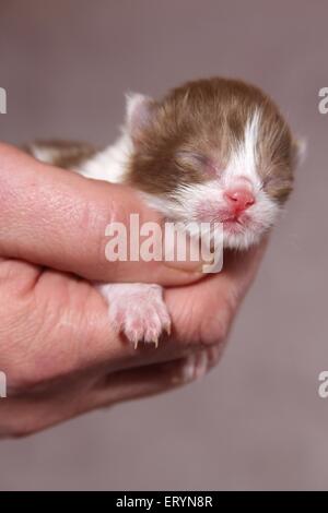 Bambino di Highlander Foto Stock