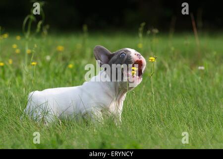 Bulldog francese cucciolo con fiore Foto Stock