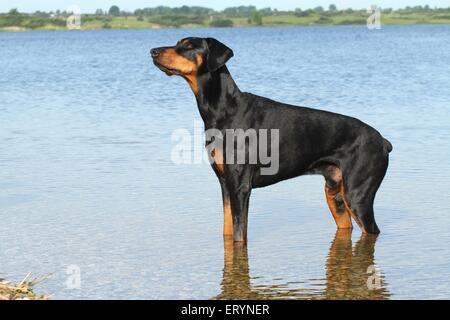 In piedi Dobermann Foto Stock