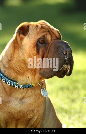 Shar Pei ritratto Foto Stock