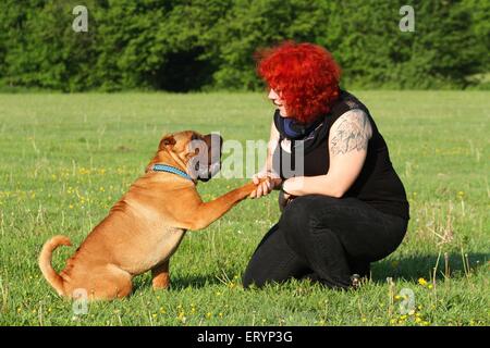 Shar Pei dà paw Foto Stock