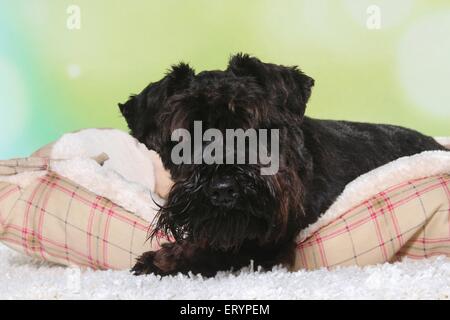 Giacente Schnauzer in miniatura Foto Stock