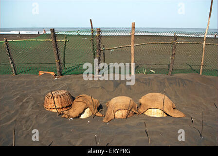 Uova di tartaruga d'oliva sepolte sotto la sabbia per cova , Taj Village , Velas Beach , Ratnagiri ; Maharashtra ; India , asia Foto Stock