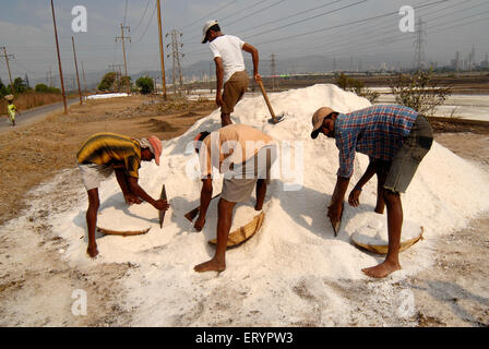 Lavoratori che raccolgono il sale da cumulo di sale in padella naturale , Bombay , Mumbai ; Maharashtra ; India , asia Foto Stock