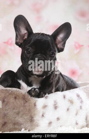 Giacente bulldog francese cucciolo Foto Stock