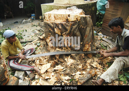 Uomini che tagliano albero caduto con due uomini sega a mano croscatrice , Bombay , Mumbai , Maharashtra , India , indiano albero caduto , Asia Foto Stock