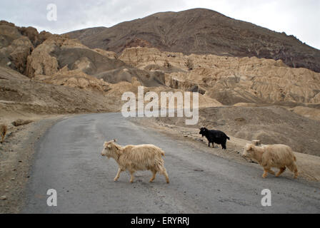 Capre himalayane che attraversano la strada di Leh Kargil , Leh , Ladakh , Jammu e Kashmir , India , Asia Foto Stock