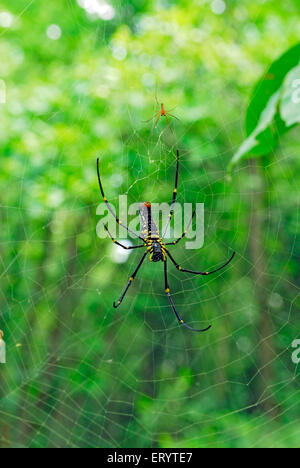 Ragno di legno gigante , nephila maculata , Parco Nazionale Borivali , Bombay , Mumbai , Maharashtra , India , Asia Foto Stock