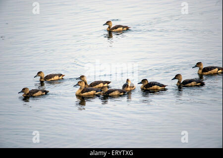 Anatra con fischio minore, anatra con fischio indiano, capezzolo con fischio minore, Dendrocyna javanica, Santragachhi Jheel, Howrah, Kolkata, Bengala occidentale, India Foto Stock